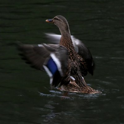 October 31 2010: In a Flap