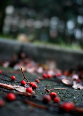 November 9 2010:<br> Berries in the Car Park