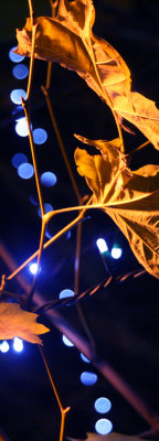 November 22 2010: Vertical Bokeh
