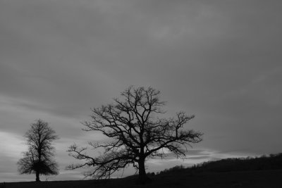 February 2 2008:   Trees at Gomshall