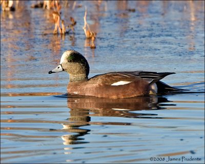 American Wigeon