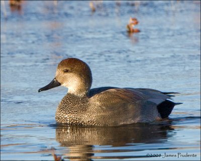 Gadwall