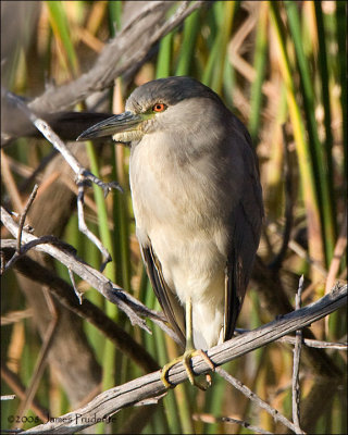 Black-crowned Night-Heron