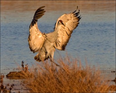 Sandhill Crane