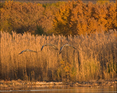 Sandhill Cranes
