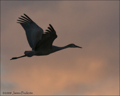 Sandhill Crane