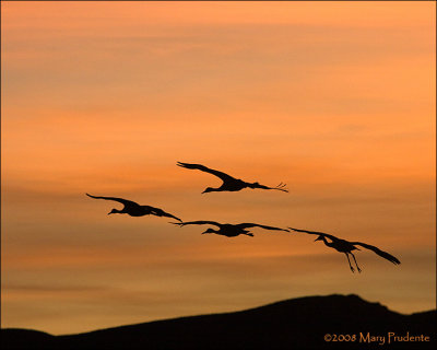 Sandhill Cranes