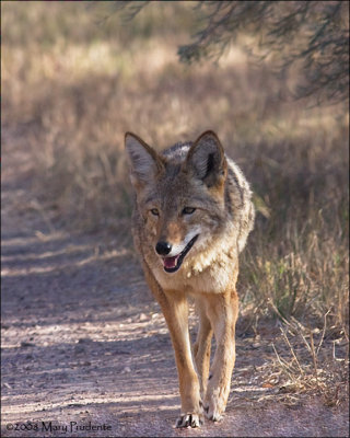 Coyote