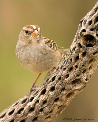 White-crowned Sparrow