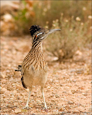 Greater Roadrunner