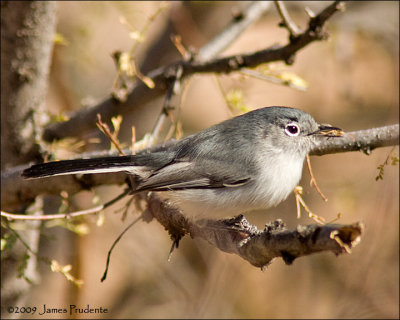 Black-Tailed Gnatcatcher