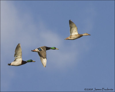 Mallards