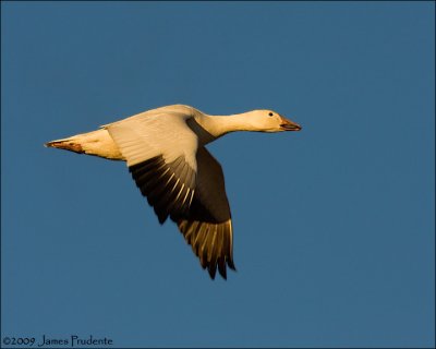 Snow Goose