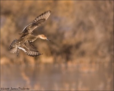 Northern Pintail