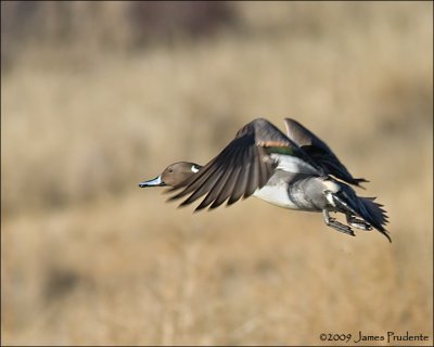 Northern Pintail