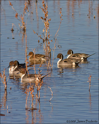 Northern Pintails