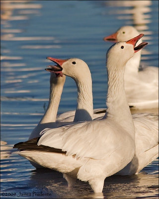 Snow Geese