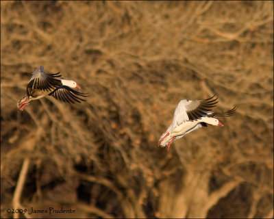 Snow Geese