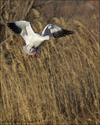 Snow Goose