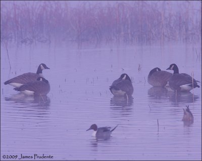 Canada Geese in the mist