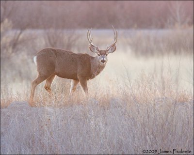 Mule Buck