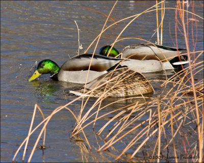 Mallards