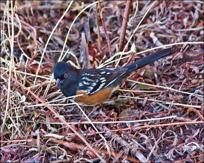 Spotted Towhee