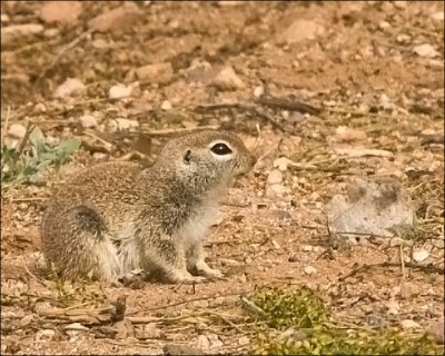 Round-Tailed Ground Squirrel