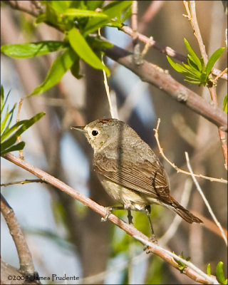 Lucy's Warbler