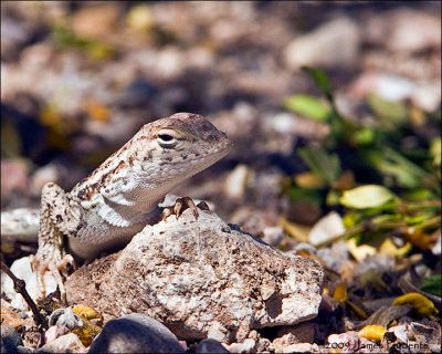 Lizard Species?