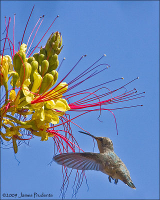 Costa's Hummingbird/Mexican Bird of Paradise blossoms