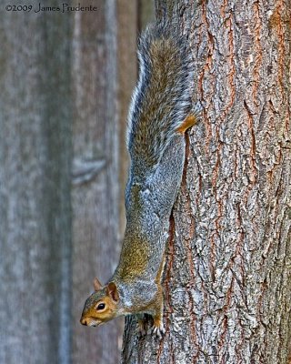 Gray Squirrel