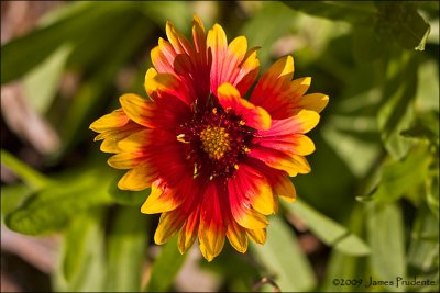 Blanket Flower