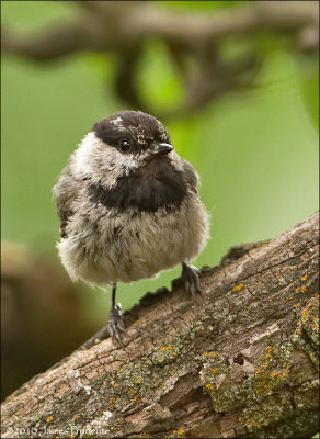 Mountain Chickadee