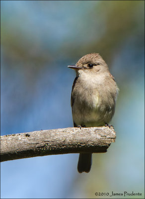 Western Wood-Pewee 