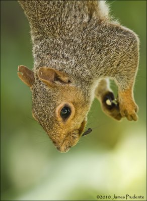 Gray Squirrel 