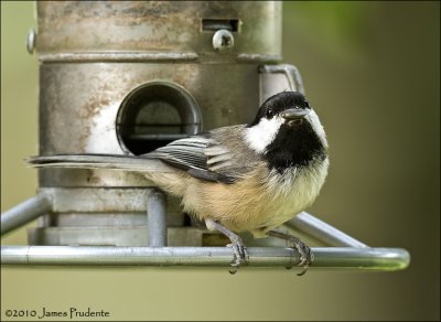 Black-Capped Chickadee