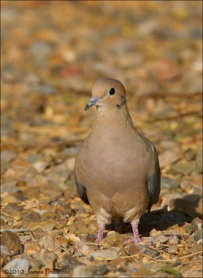 Mourning Dove