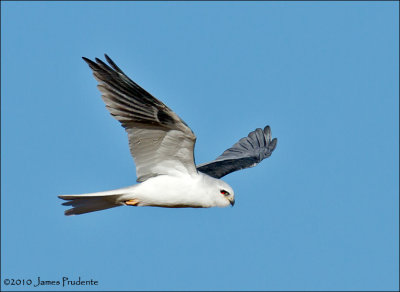 White-Tailed Kite
