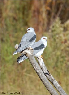 White-Tailed Kite