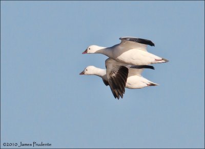 Ross's Goose