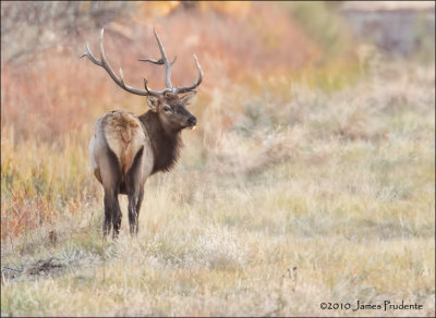 Wapiti Bull 