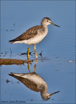 Greater Yellowlegs