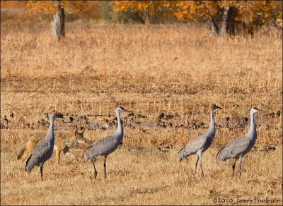 Coyote and Cranes 