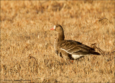 Greater White-Fronted Goose