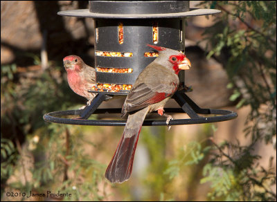 Pyrrhuloxia and House Finch