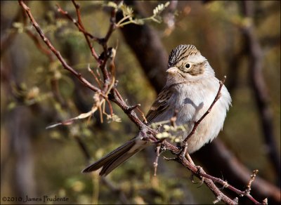 Brewer's Sparrow
