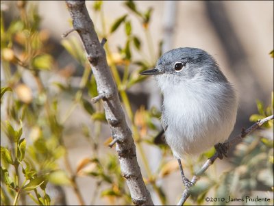 Black-Tailed Gnatcatcher