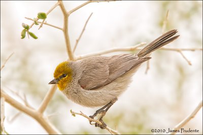 Verdin