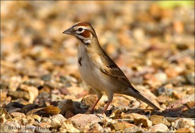 Lark Sparrow